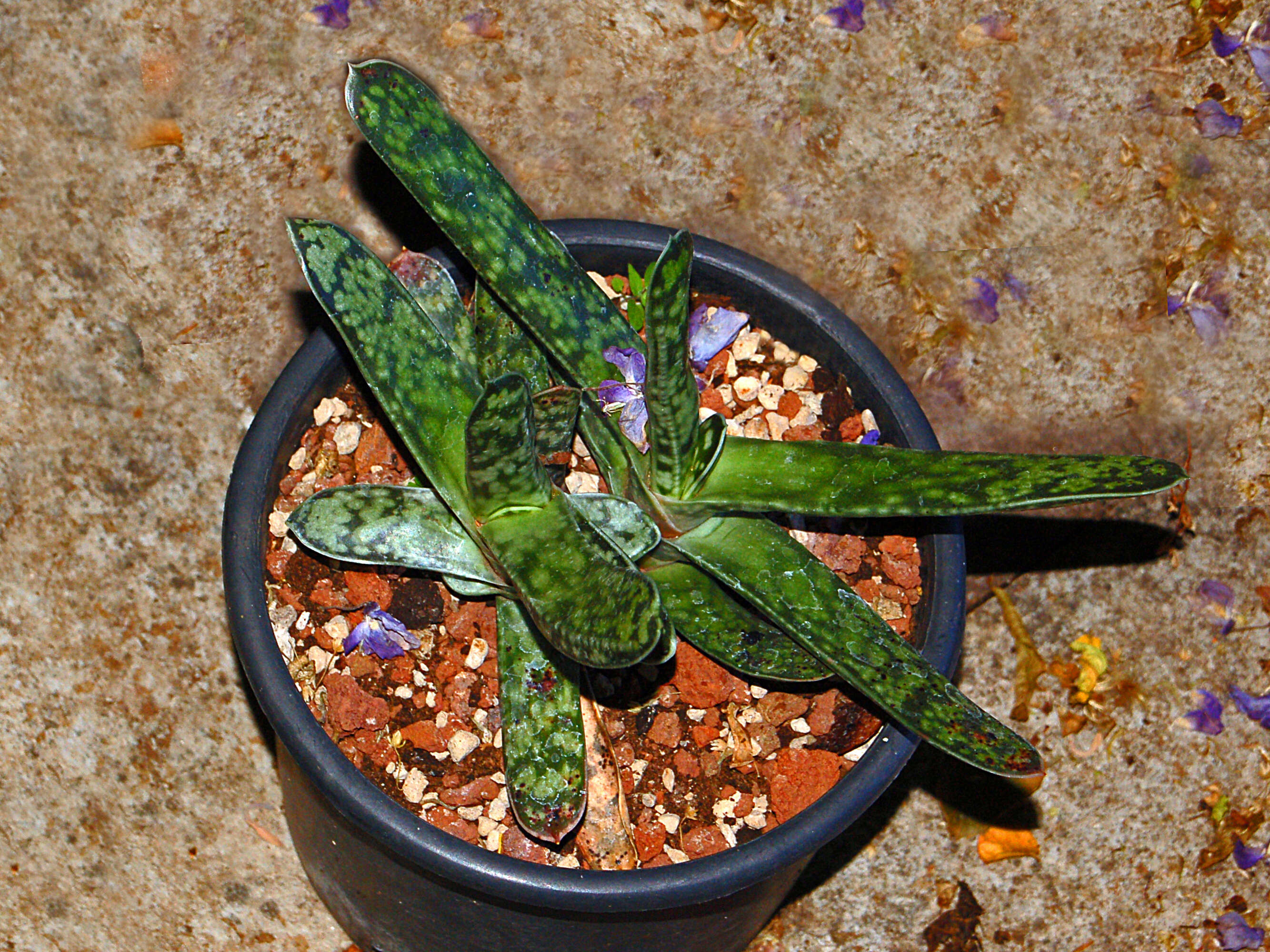 Image of Gasteria obliqua (Aiton) Duval