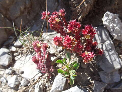 Слика од Sedum atratum L.