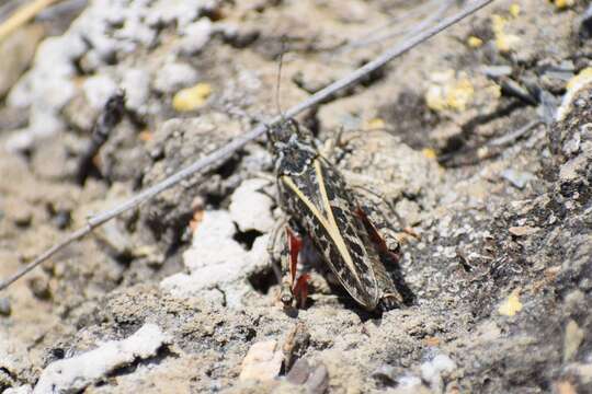 Image of Xanthippus brooksi Vickery 1967