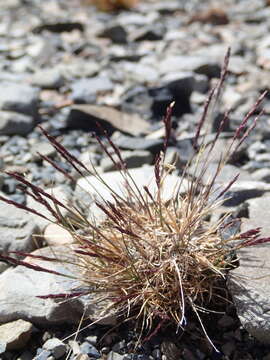 Image of Agrostis muelleriana Vickery