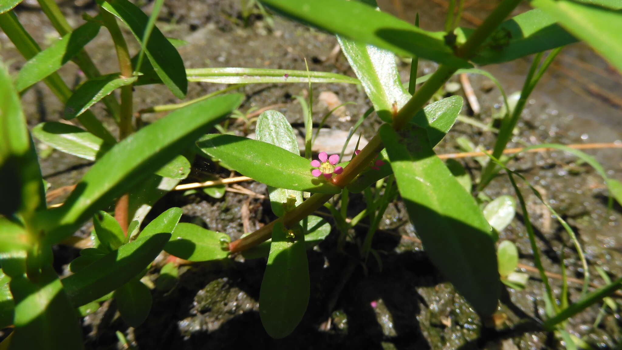 Image of Eared Redstem