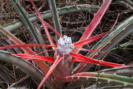 Bromelia serra Griseb.的圖片