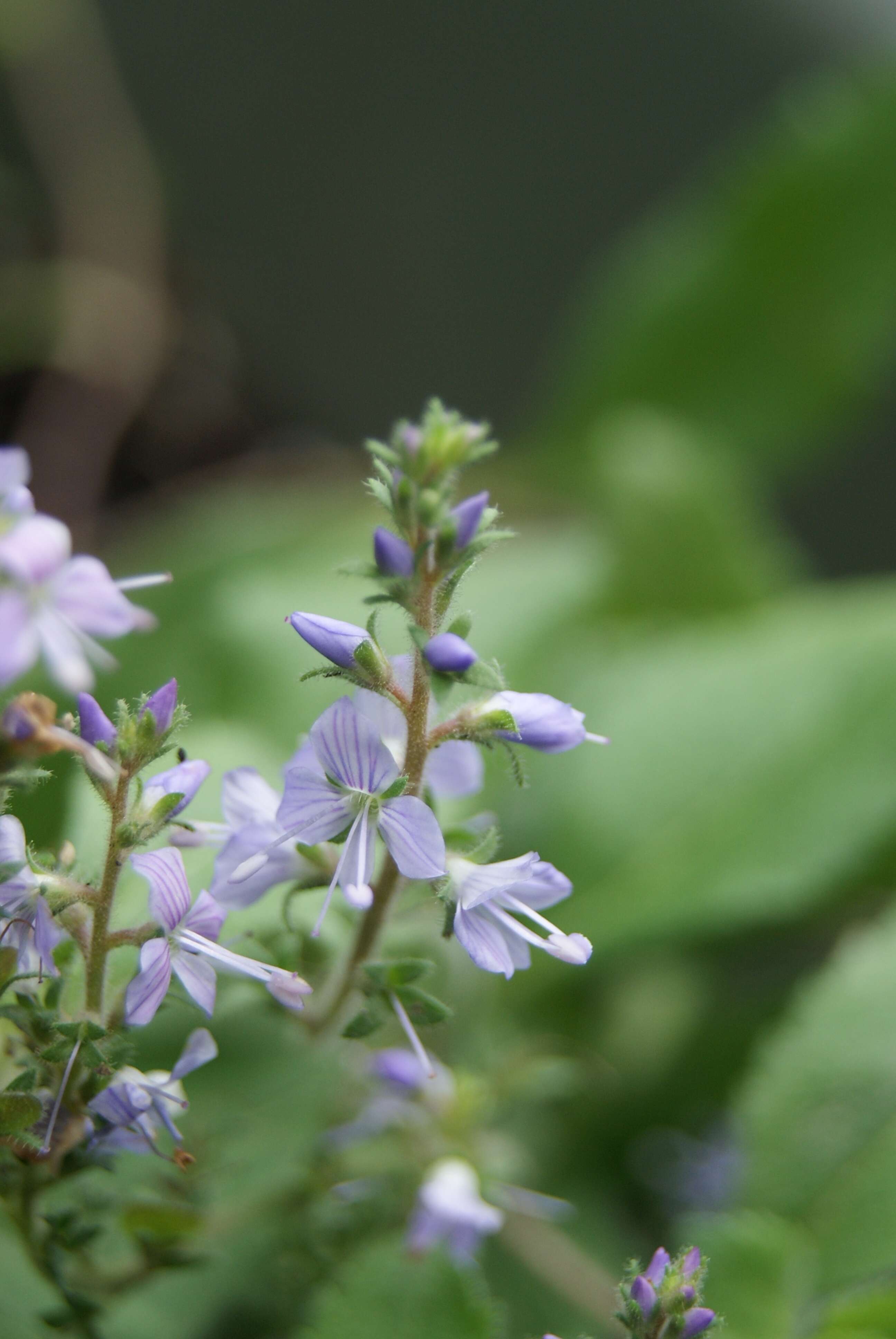 Image of Health Speedwell