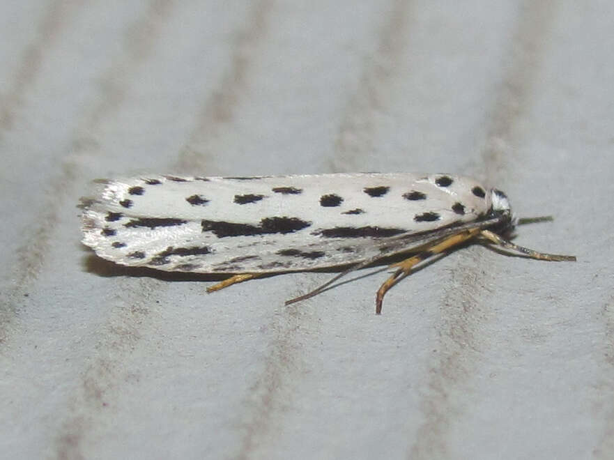 Image of Zeller's Ethmia Moth