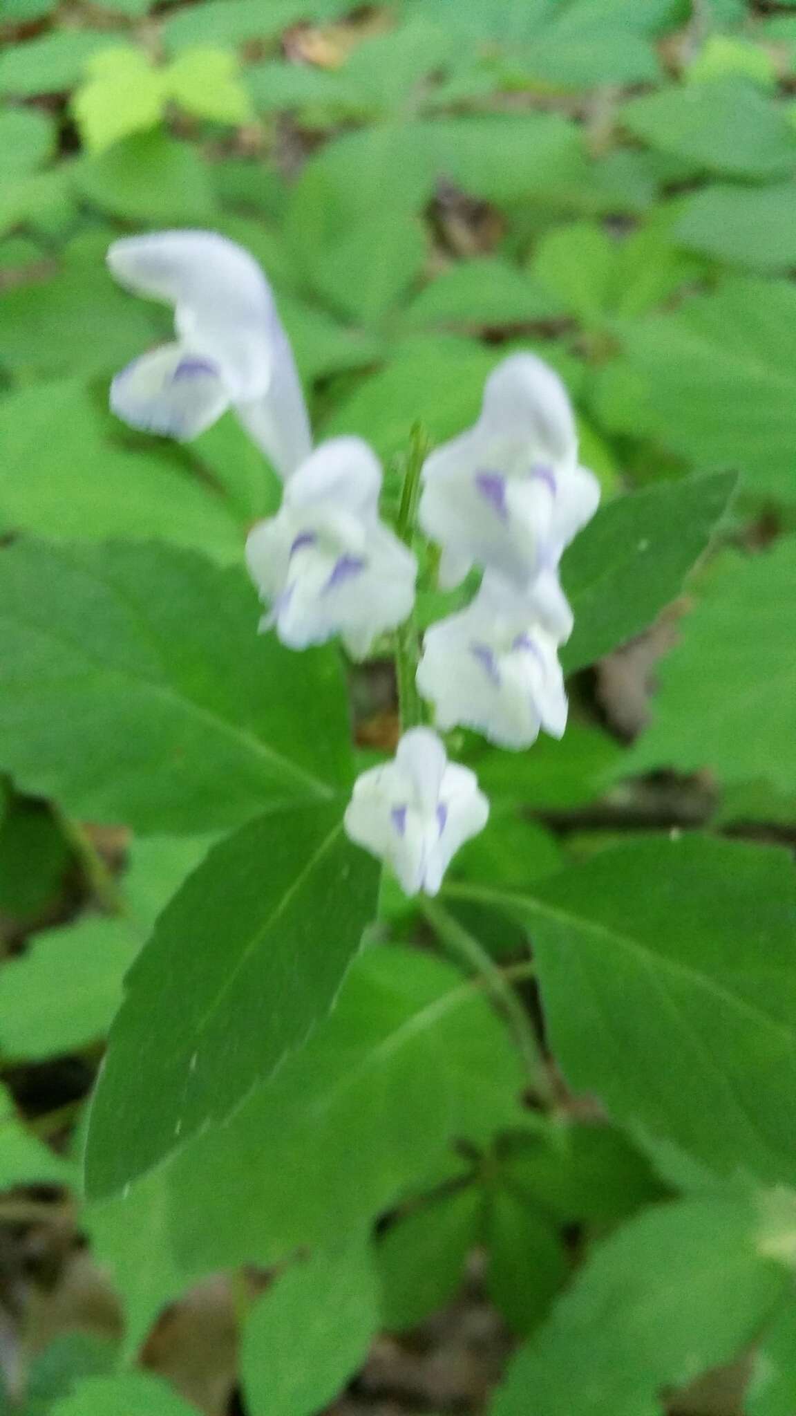 Sivun Scutellaria pseudoserrata Epling kuva