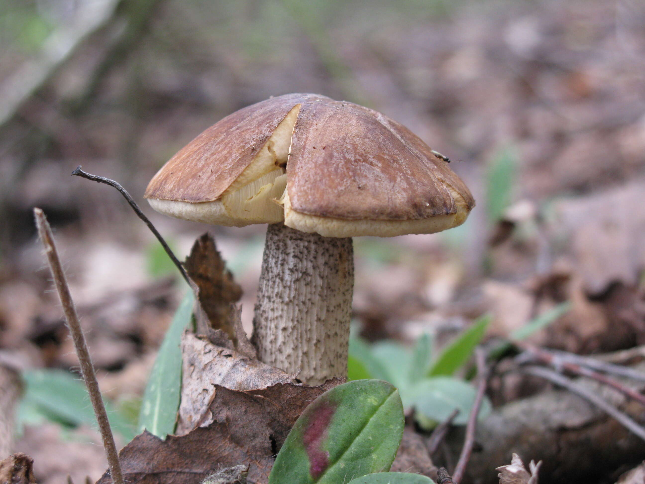 Image of Leccinum scabrum (Bull.) Gray 1821