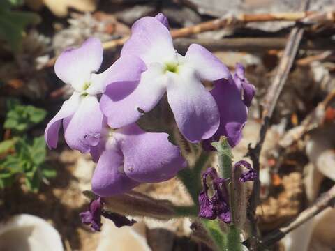 Image of Matthiola tricuspidata (L.) W. T. Aiton