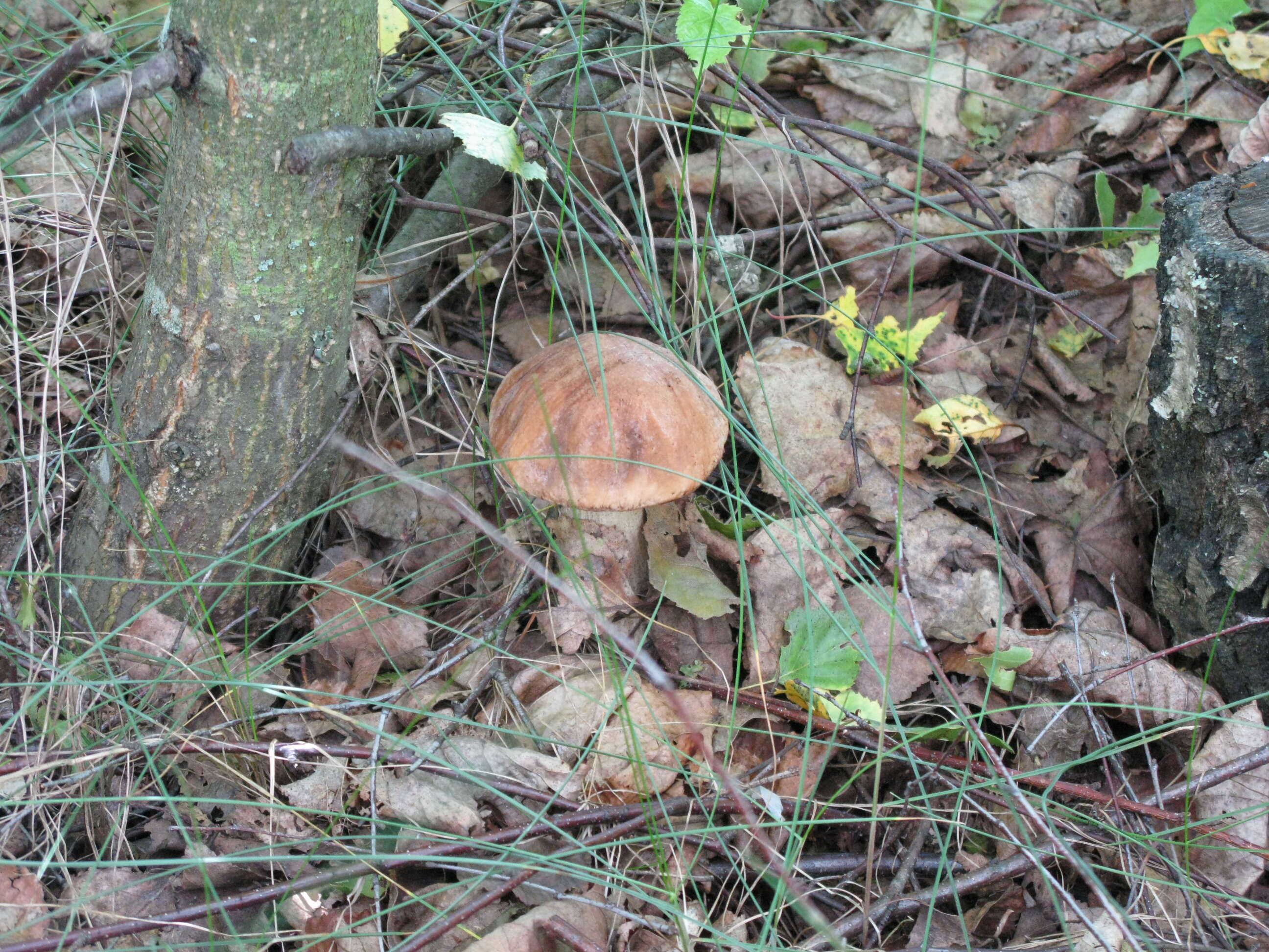 Image of Leccinum scabrum (Bull.) Gray 1821