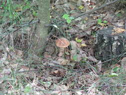 Image of Leccinum scabrum (Bull.) Gray 1821