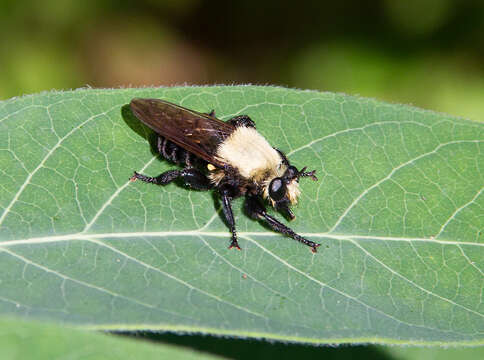 Image of Laphria virginica (Banks 1917)