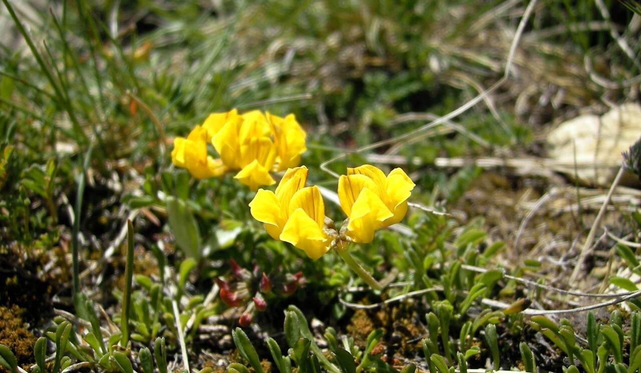 Image of Horseshoe-vetch