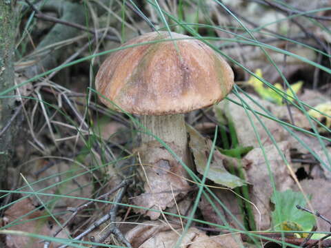 Image of Leccinum scabrum (Bull.) Gray 1821