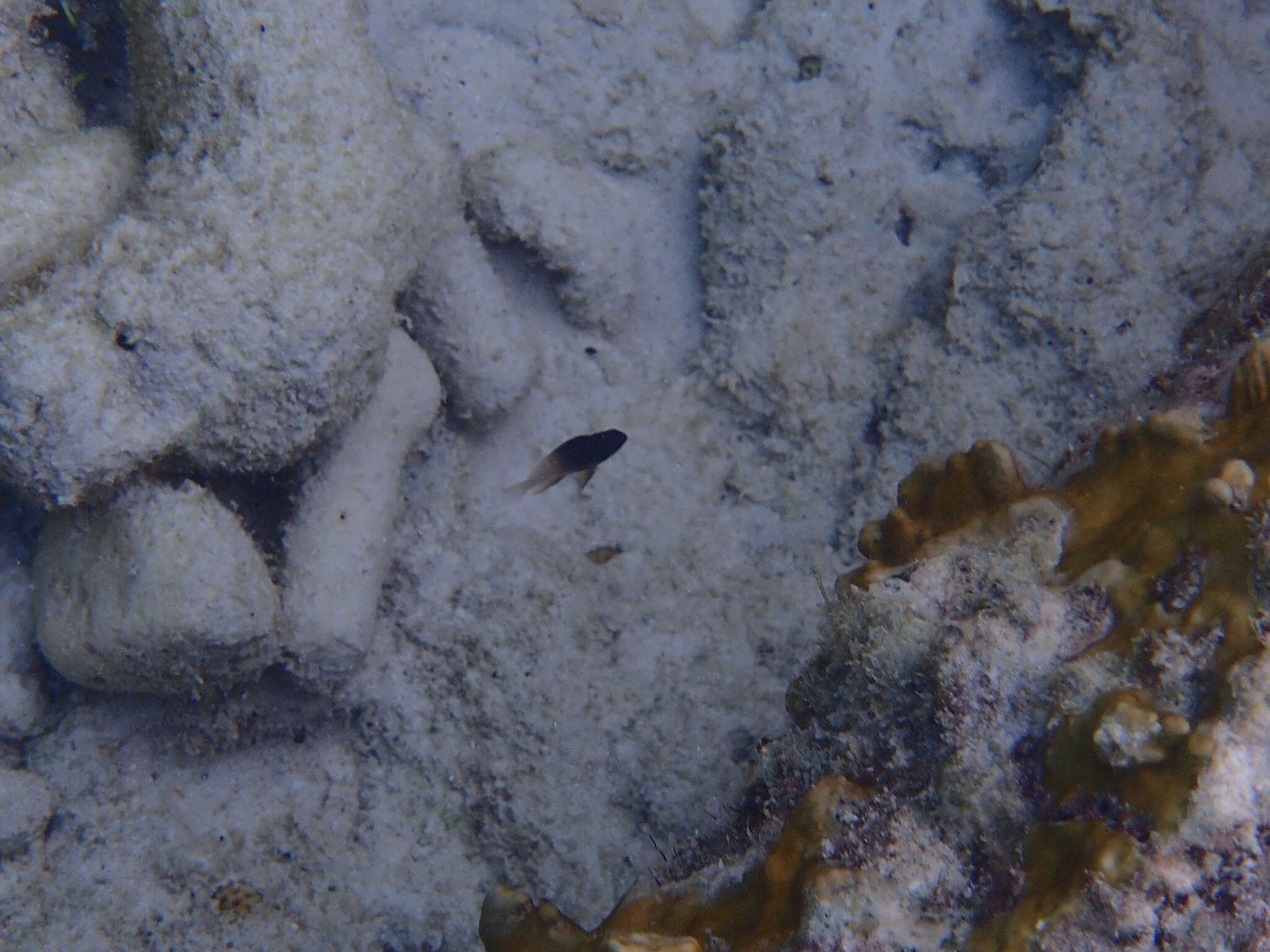 Image of Bicolor Damselfish