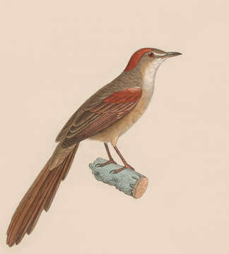 Image of Pale-breasted Spinetail