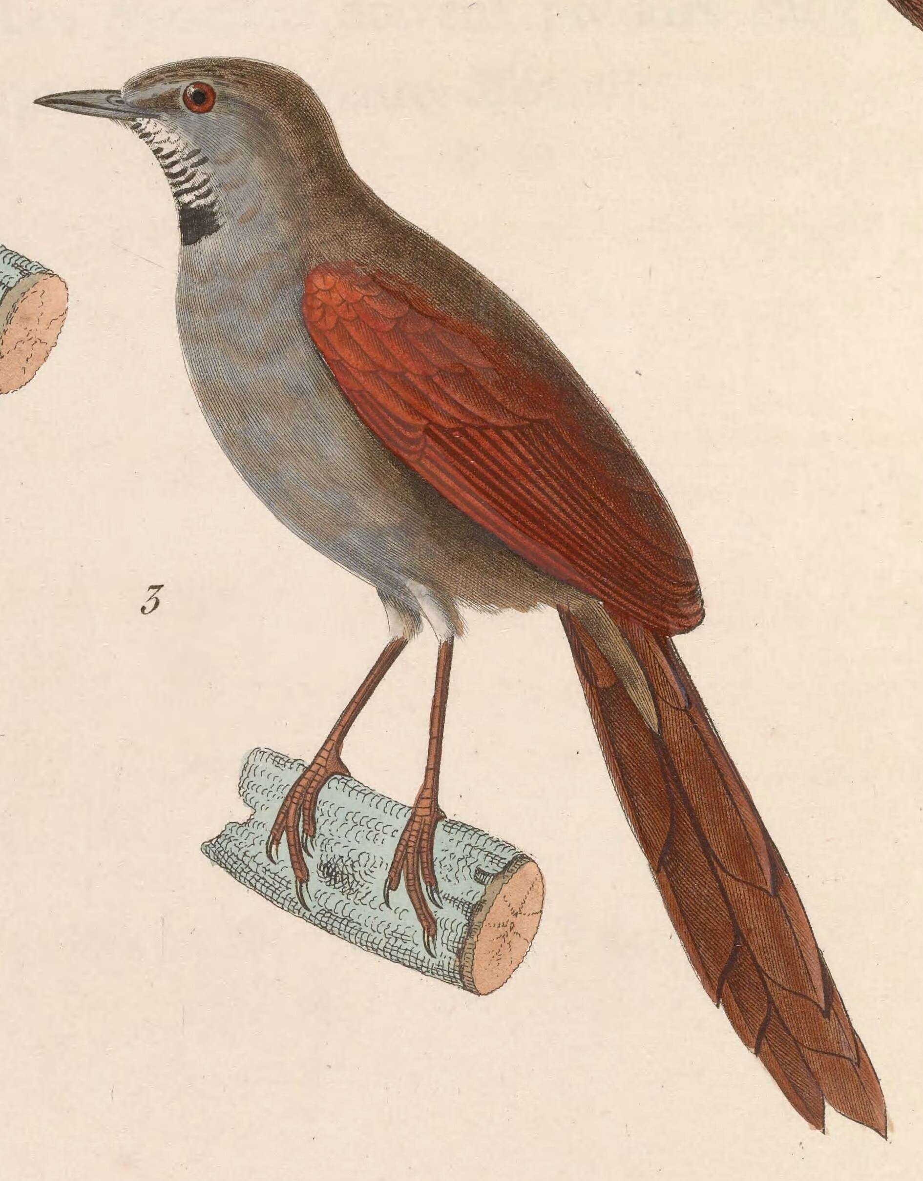 Image of Gray-bellied Spinetail