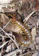 Image of Oranian Giant Centipede