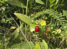 Image of woodland strawberry