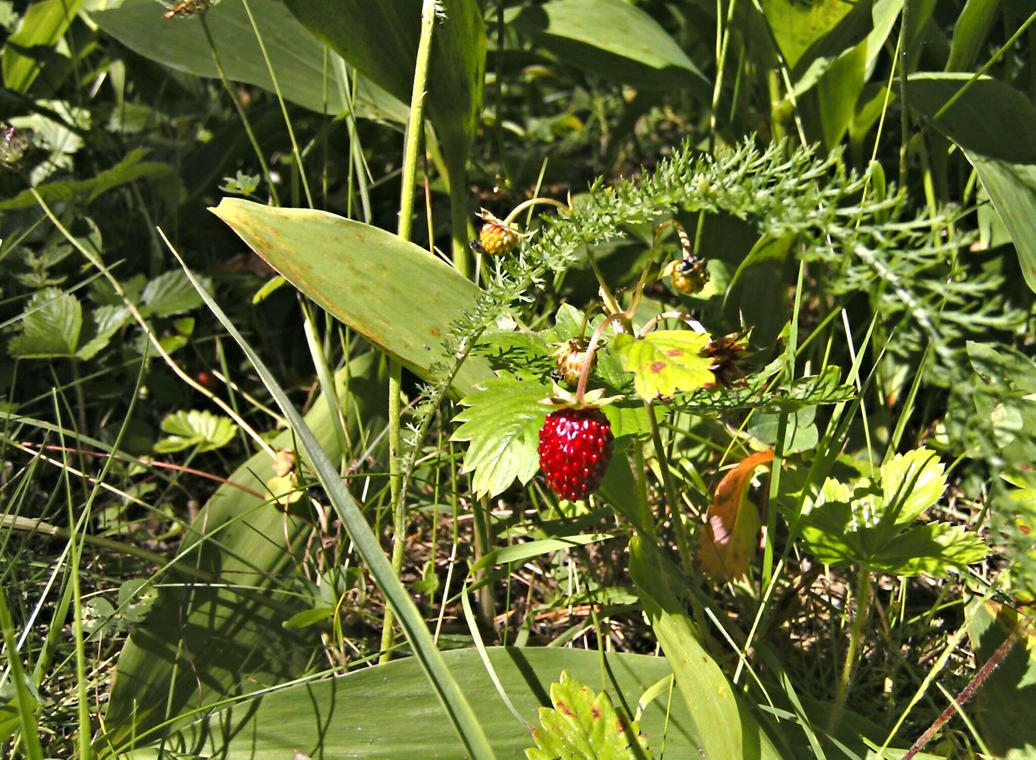 Image of woodland strawberry