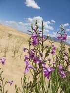 Penstemon thurberi Torr. resmi