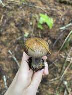 Imagem de Cortinarius riederi (Weinm.) Fr. 1838