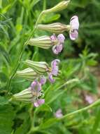 Image of Silene secundiflora Otth