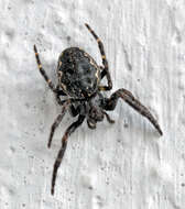 Image of Walnut Orb-Weaver Spider