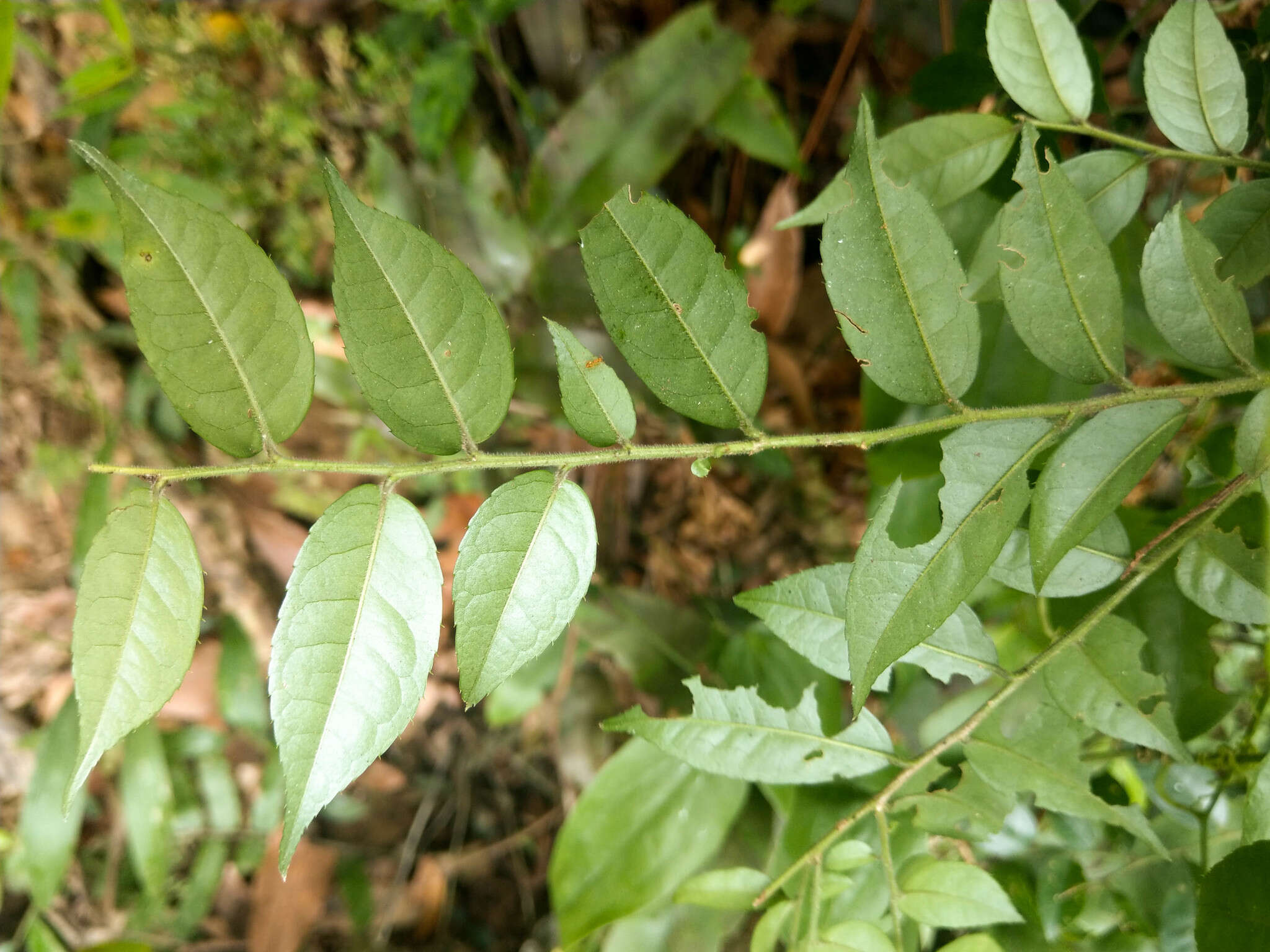 Слика од Ilex pubescens Hook. & Arn.