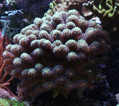 Image of Stony corals