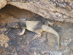 Image of Common Chuckwalla