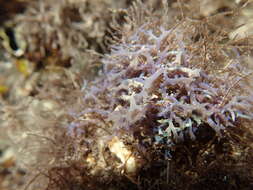 Image of Hypnea pannosa