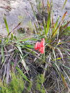 Image of Cyrtanthus angustifolius (L. fil.) Aiton