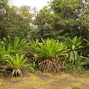 Image of Brocchinia micrantha (Baker) Mez