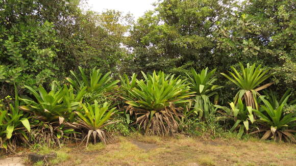 Image of Brocchinia micrantha (Baker) Mez