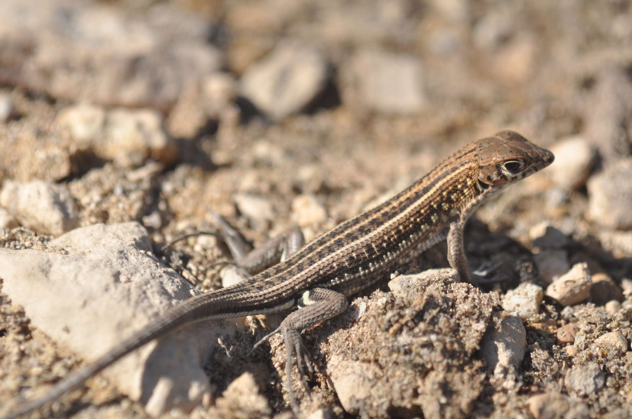 Image of Madagascar Girdled Lizard