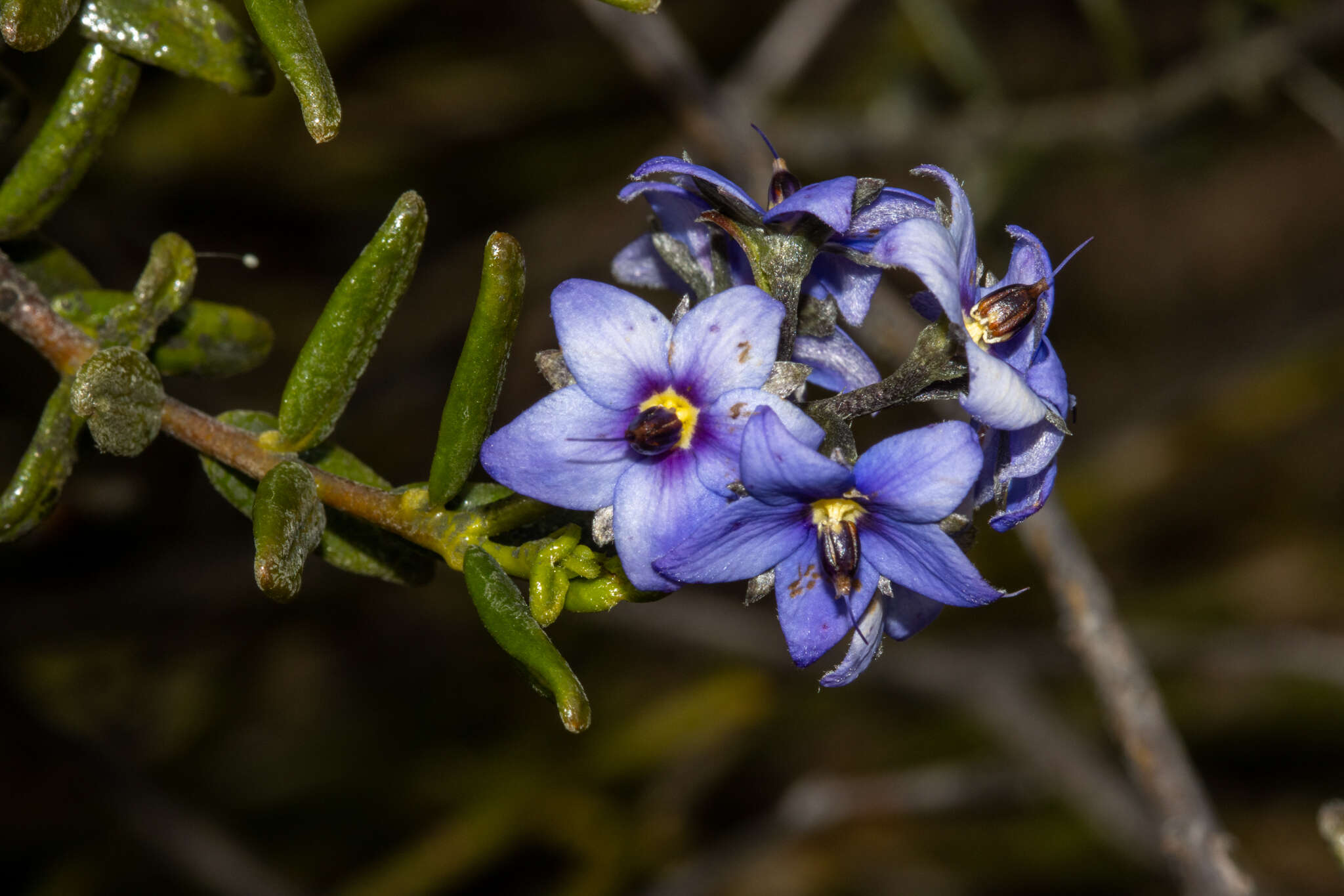 Image of Halgania andromedifolia Behr & F. Müll. ex F. Müll.