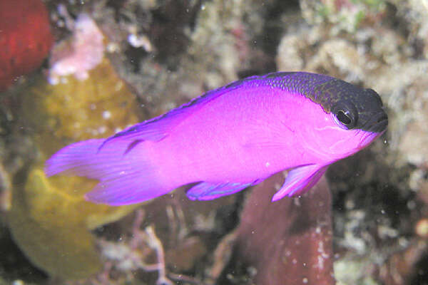 Image of Blackcap Basslet