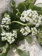 Image de <i>Valeriana texana</i>