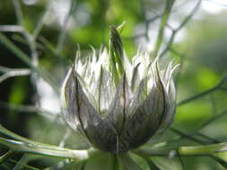 Image of devil in the bush