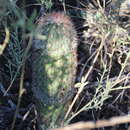 Image de Echinocereus russanthus subsp. russanthus