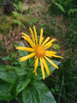 Doronicum austriacum Jacq. resmi