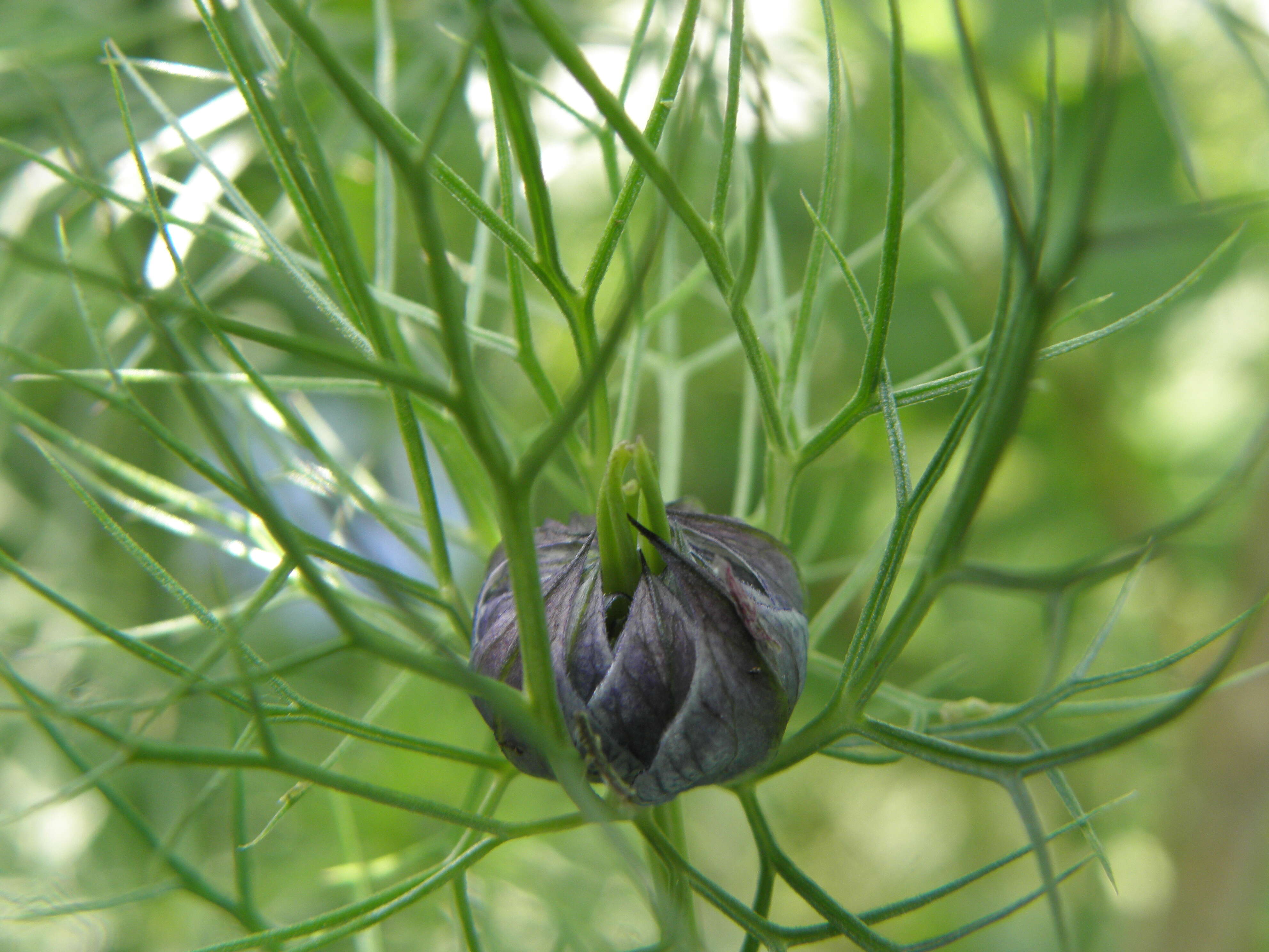 Image of devil in the bush