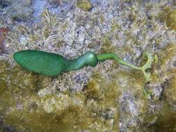 Image of Metabonellia haswelli (Johnston & Tiegs 1920)