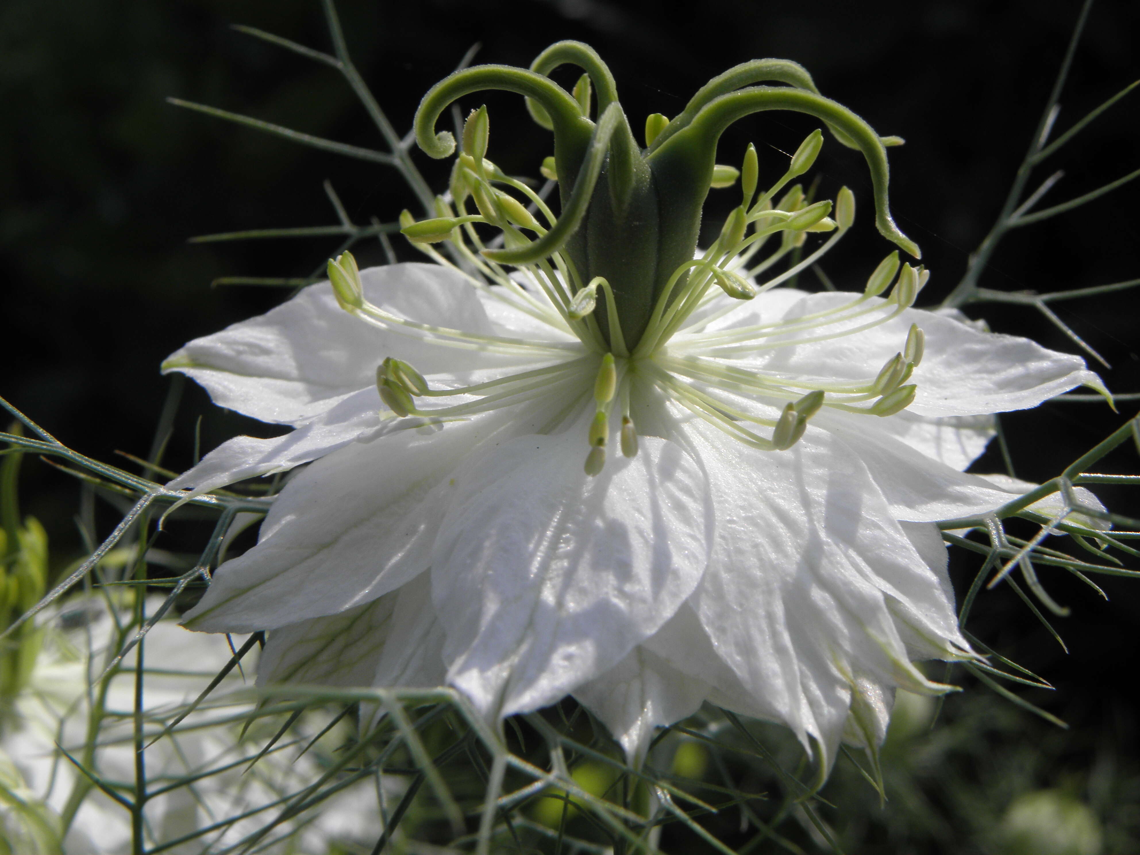 Image of devil in the bush