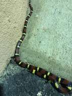 صورة Lampropeltis elapsoides (Holbrook 1838)