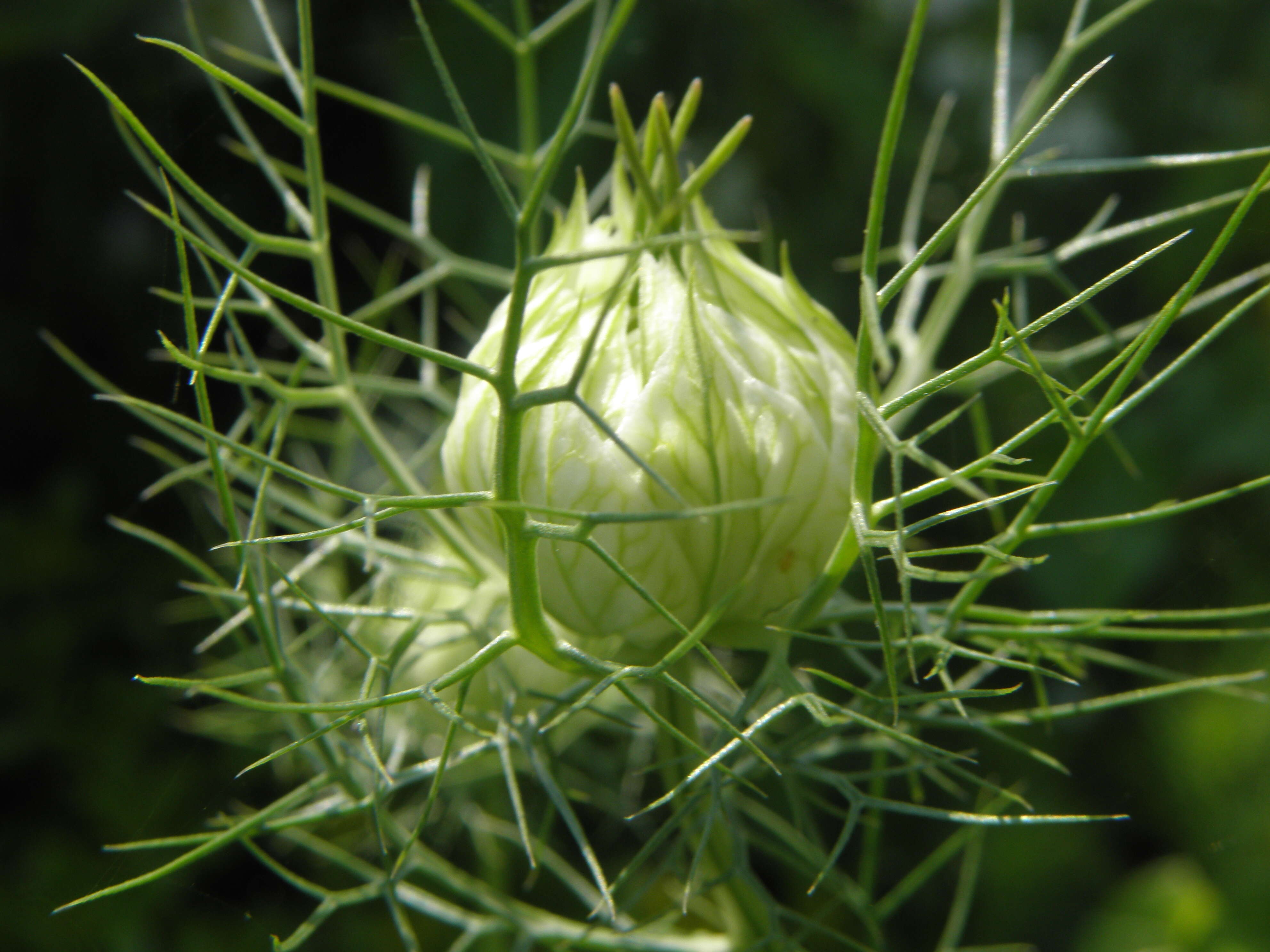 Image of devil in the bush