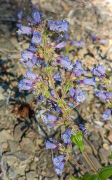 Image of Siskiyou beardtongue