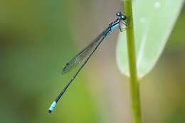 Image of Acanthagrion trilobatum Leonard 1977