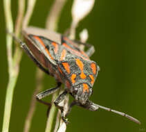 Image de Spilostethus lemniscatus (Stal & C. 1855)