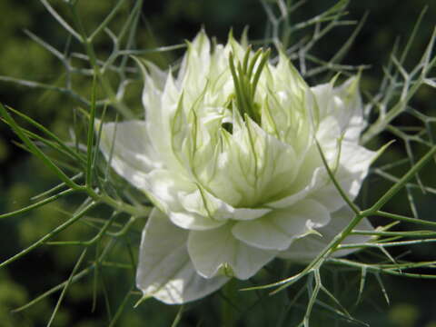 Plancia ëd Nigella damascena L.