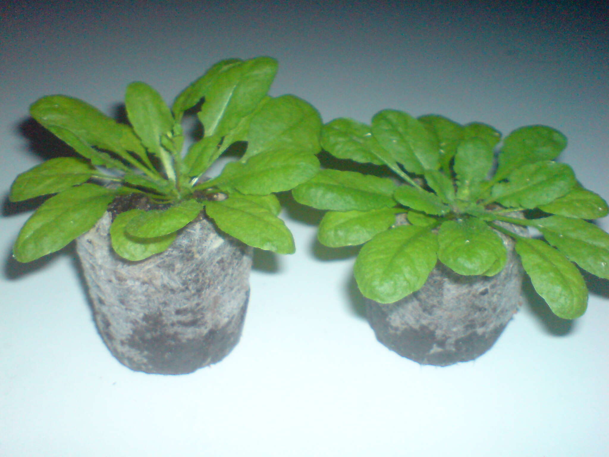 Image of Mouse-ear Cress